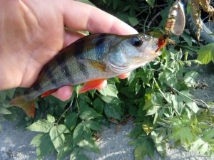 IMG_20180729_180336.jpg