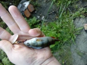 IMG_20180801_053651.jpg