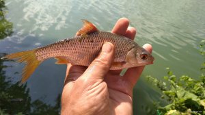 IMG_20180801_141210.jpg