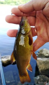 IMG_20180728_093457.jpg