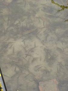 IMG_20180728_174508105.jpg