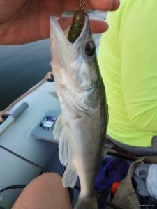 IMG_20180804_201403.jpg