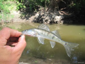 IMG_8915.JPG