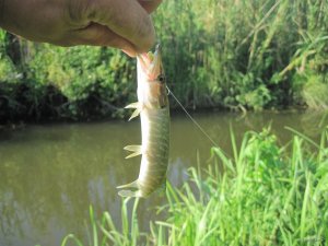 IMG_8923.JPG
