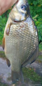 IMG_20180810_074017.jpg