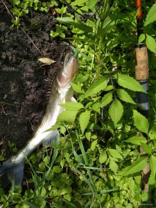 IMG_20180730_110415.jpg