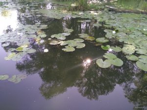 IMG_20180811_090134.jpg