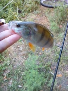 IMG_20180815_061212.jpg