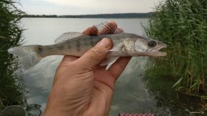 IMG_20180817_125852.jpg