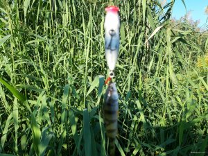 20180820_075426.jpg
