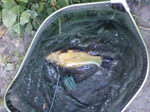 IMG_20180819_064415.jpg