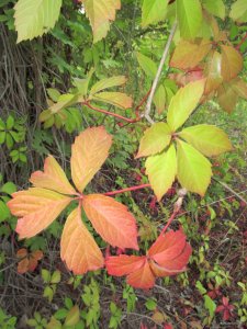 IMG_8715.JPG