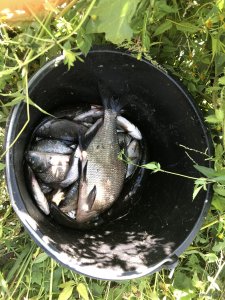 20180825_рыбалка_Северский_Донец(0004).JPG