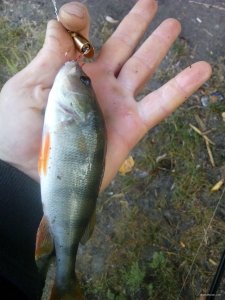 IMG_20180830_055724.jpg