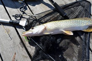 DSC_0102.JPG