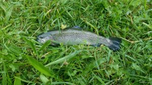 IMG_20180719_125101.jpg