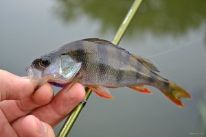 DSC_0251.JPG