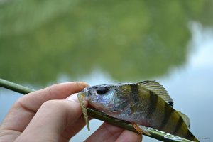 DSC_0258.JPG