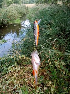 IMG_20180908_111532.jpg