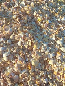 IMG_20180827_175658.jpg