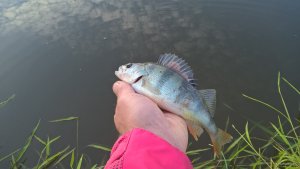 WP_20180912_08_58_27_Pro.jpg