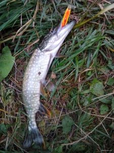 IMG_20180915_171948.jpg