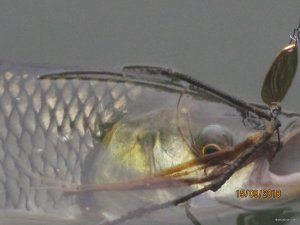 IMG_0451.JPG