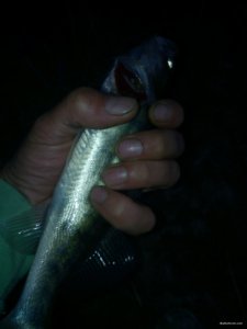 IMG_20180917_190616.jpg