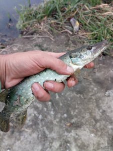 IMG_20180918_173643.jpg