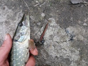 IMG_20180918_173657.jpg