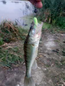 IMG_20180918_182118.jpg