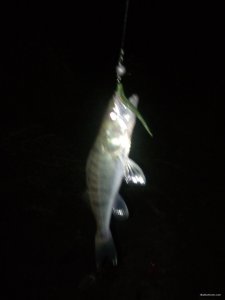 IMG_20180920_210454.jpg