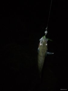 IMG_20180920_210459.jpg