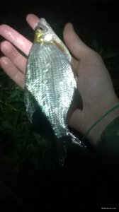 WP_20180922_22_35_20_Pro.jpg