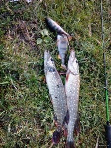 IMG_20180929_083416.jpg