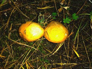 IMG_20180930_125103.jpg