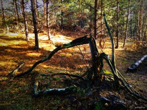IMG_20180930_125500.jpg