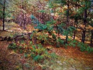 IMG_20180930_125751.jpg