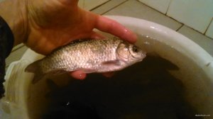 DSC_9669.JPG