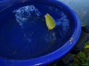 IMG_20181006_065406723.jpg