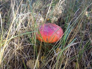 IMG_20181006_124631595.jpg
