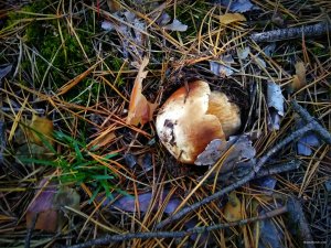 IMG_20181013_180037.jpg