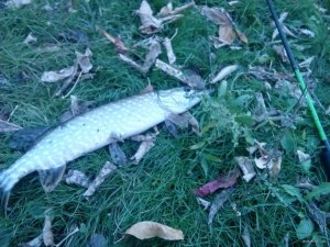 IMG_20181013_172130.jpg