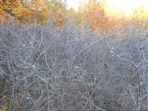 DSCN1289.JPG