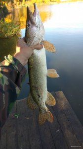 IMG_20181014_092039.jpg