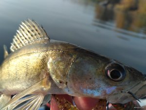 IMG_20181020_084359.jpg