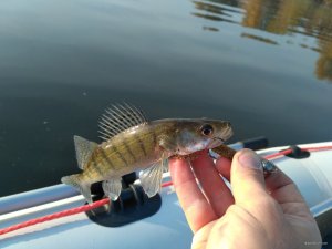 IMG_20181020_084403.jpg