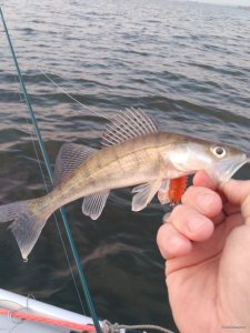 IMG_20181020_170912.jpg