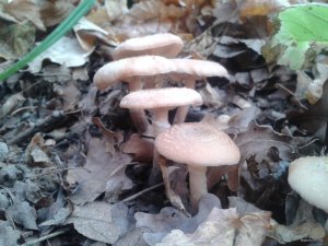 2018-10-20 07.47.49.jpg