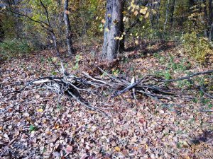 IMG_20181020_130528.jpg